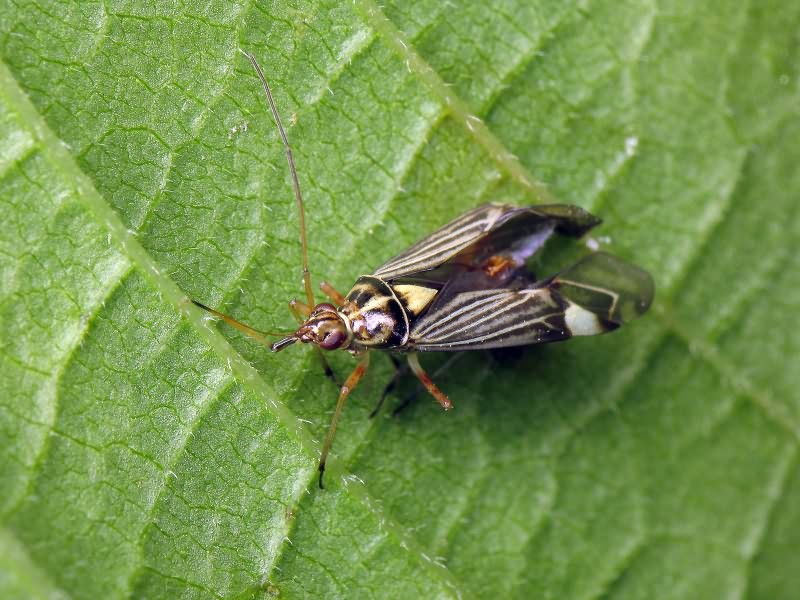 Rhabdomiris striatellus (Fabricius, 1794)